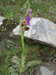 Ophrys heldreichii