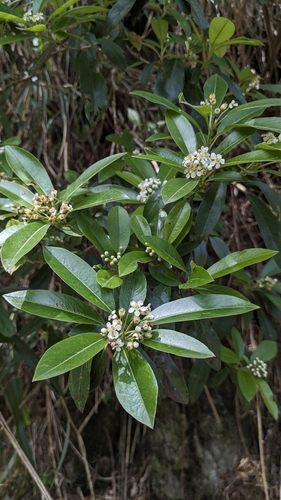 Image of Photinia niitakayamensis by (c) Cheng-Te Hsu, some rights reserved (CC BY)