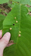 Phylloxera caryaeglobuli