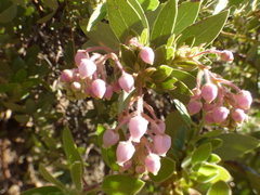 Arctostaphylos pringlei