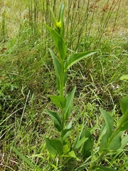 Rudbeckia texana
