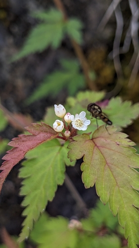 Image of Neillia incisa by (c) Cheng-Te Hsu, some rights reserved (CC BY)