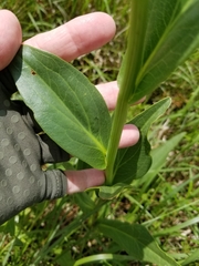 Rudbeckia texana