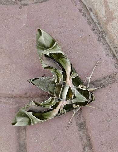 Oleander Hawkmoth