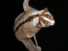 Javan Slow Loris photo 2