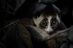 Javan Slow Loris photo 3