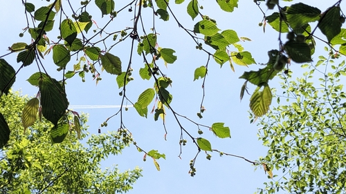 Corylopsis pauciflora, photograph 5