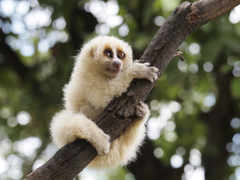 Javan Slow Loris photo 4