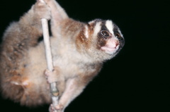 Javan Slow Loris photo 5
