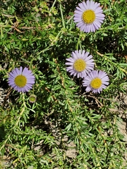 Erigeron glaucus