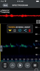 Tadarida brasiliensis