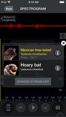 Tadarida brasiliensis