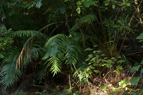 Image of Gahnia setifolia by (c) Christopher Stephens, some rights reserved (CC BY-SA)