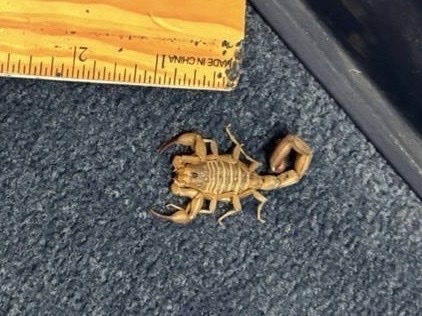 Heteroctenus garridoi