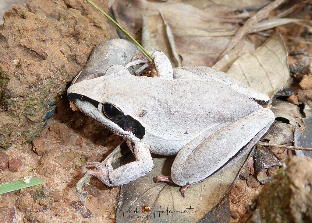 Bridle Frog (Litoria nigrofrenata)