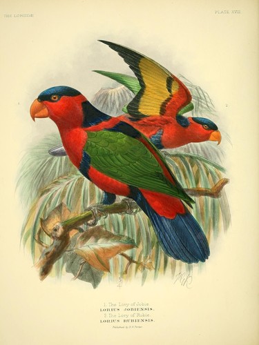 Lorius Subspecies Lorius lory jobiensis · iNaturalist