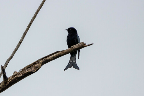Moluccan Drongo-Cuckoo (Surniculus musschenbroeki), photo 5