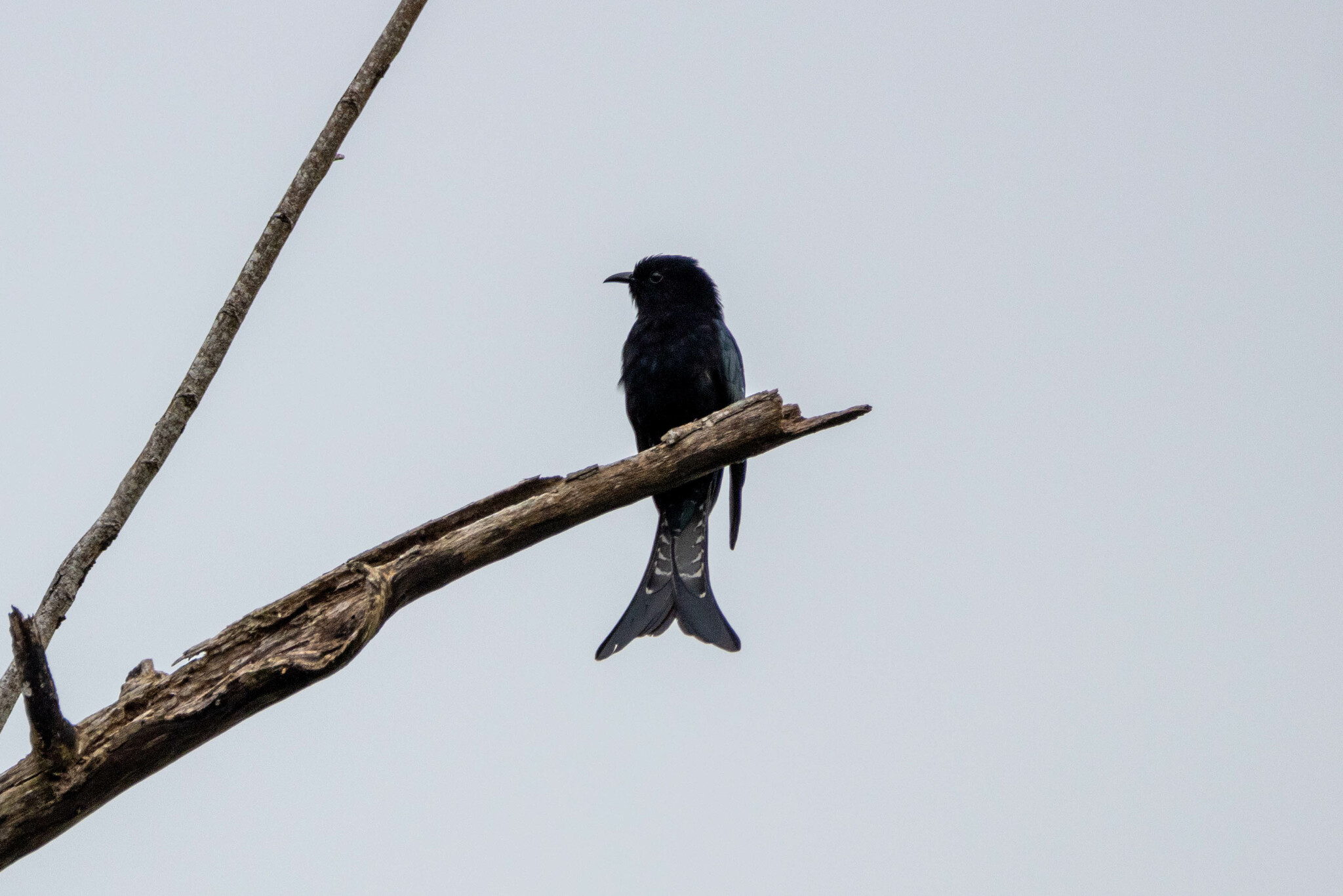 Moluccan Drongo-Cuckoo (Surniculus musschenbroeki), photo 2