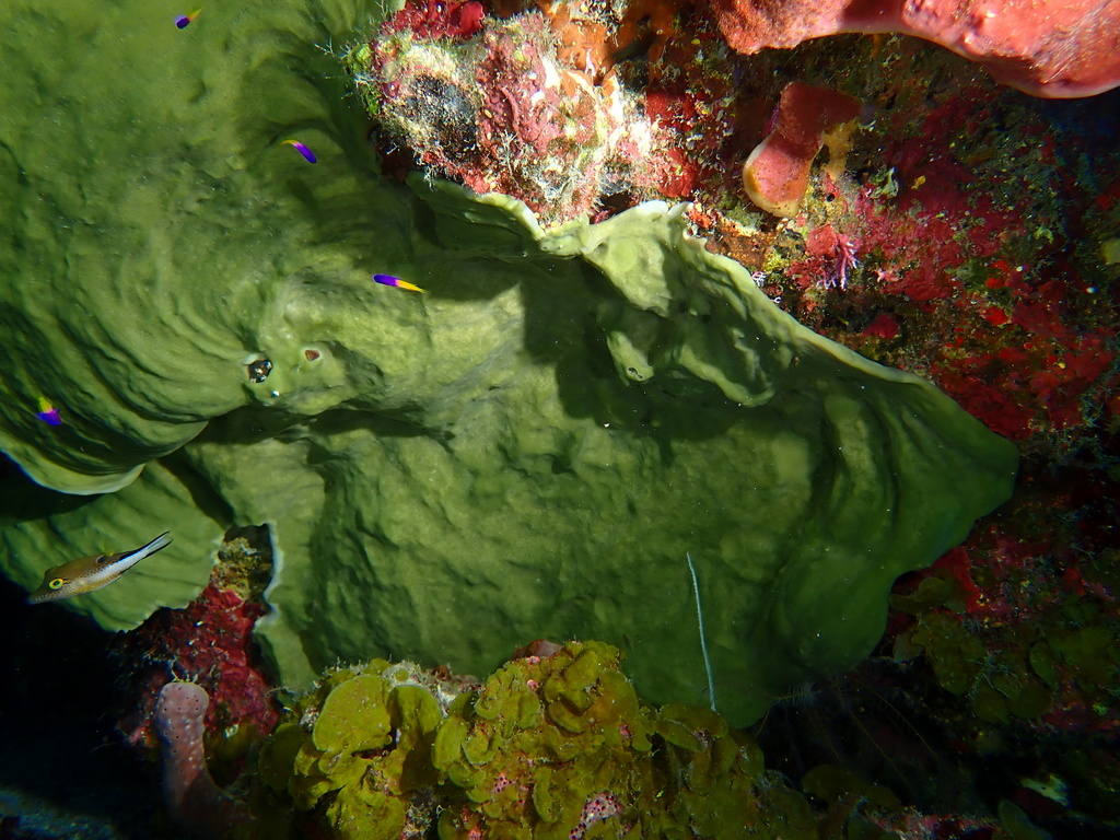 Petrosia weinbergi