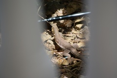 Cnemidophorus murinus