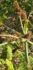 Cyperus ligularis image
