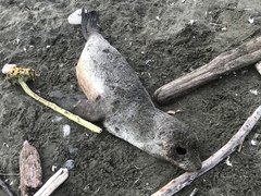 Arctocephalus townsendi