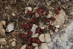 Sedum