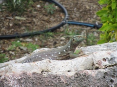 Cnemidophorus murinus