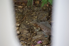 Cnemidophorus murinus