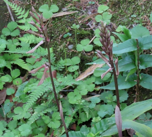 Cremastra appendiculata, photograph 4