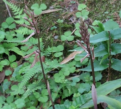 Cremastra appendiculata, photograph mami_t_t, CC BY, iNaturalist via GBIF