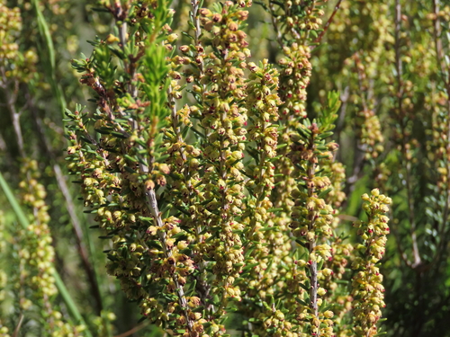 Avistamiento Erica scoparia