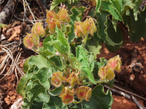 Avistamiento Cistus populifolius
