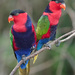 Black-capped Lory - Photo (c) Doug Janson, some rights reserved (CC BY-SA)