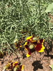 Ratibida columnifera