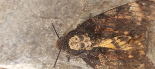 Acherontia atropos