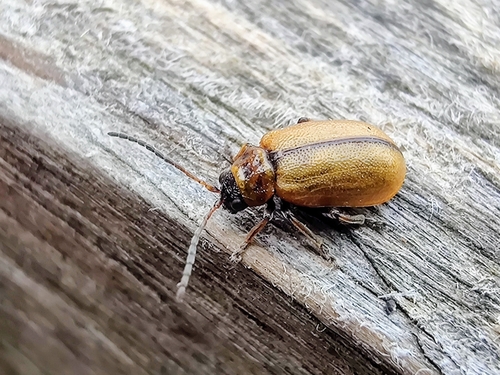 Heather Beetle, photo 5 of 9