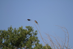 Colaptes auratus auratus