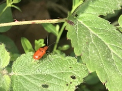 Neolema quadriguttata