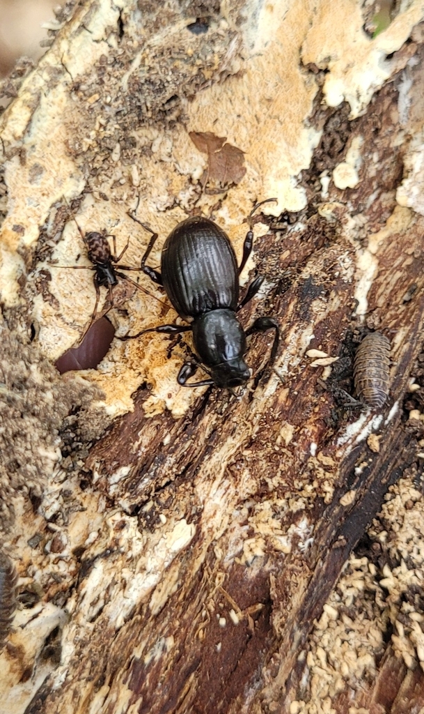 Misolampidius tentyrioides