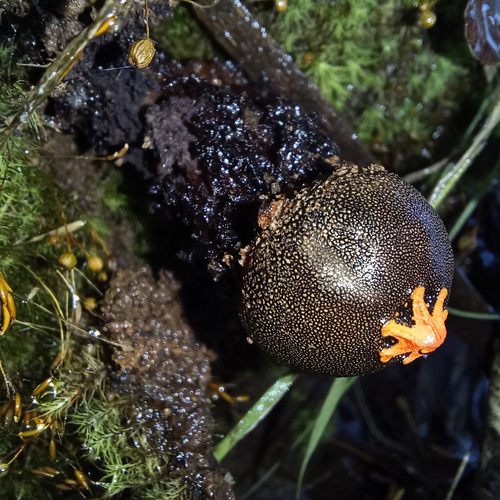 Calostoma fuscum