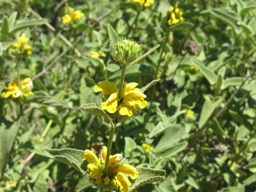 Phlomis viscosa, photograph 6