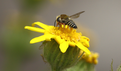 Coelioxys pergandei