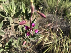 Clarkia unguiculata