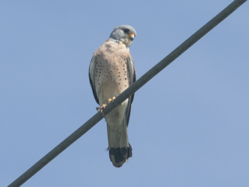 Cernícalo primilla (Falco naumanni)