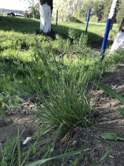 Poa bulbosa vivipara