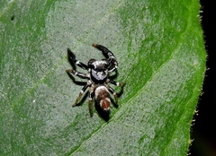 Thiania bhamoensis