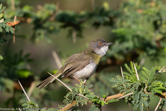Apalis flavida