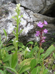 Orchis quadripunctata