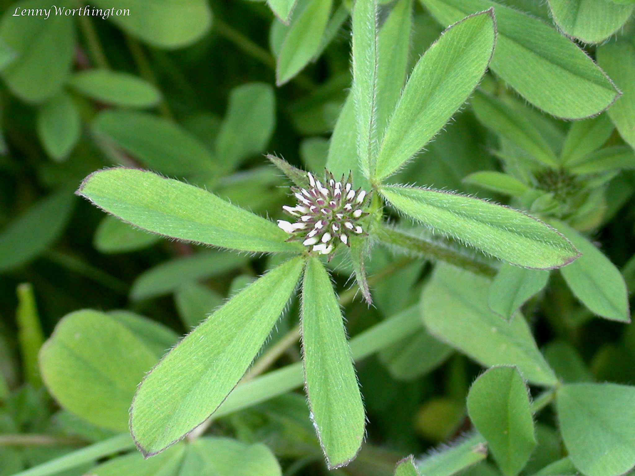 Trifolium squamosum